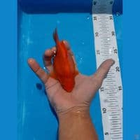 tamasaba 14 cm