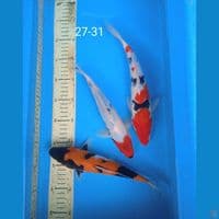 showa 27-31cm