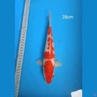 kohaku 28cm