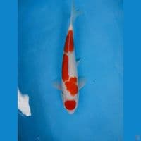 kohaku 42cm