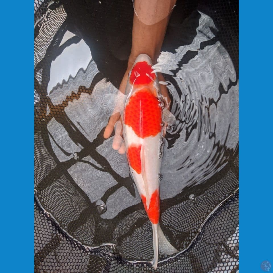 kohaku punok 35 cm