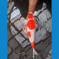 kohaku punok 35 cm