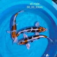 super all male 30_33_33cm