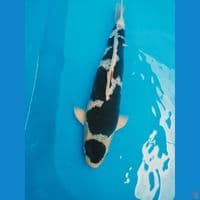 Bodo Goromo 55Cm Jantan