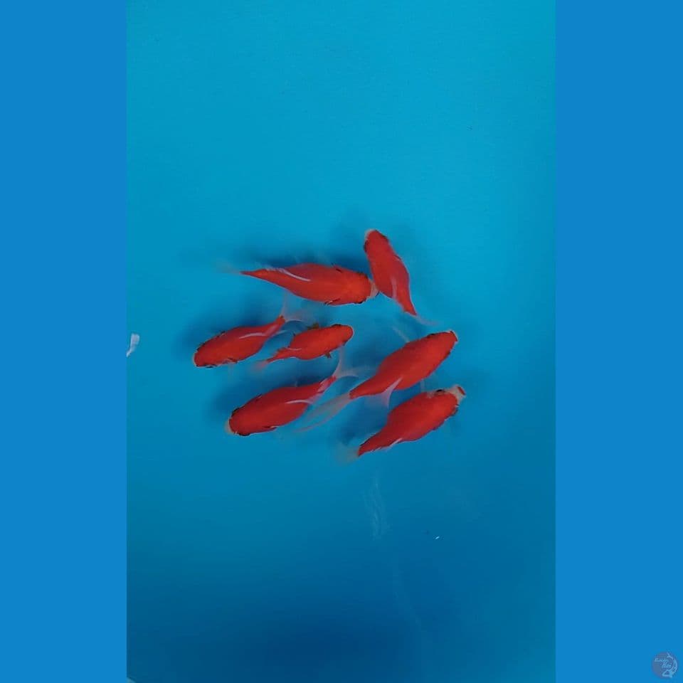 tamasaba 8 10cm