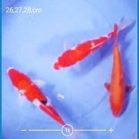 mix koi