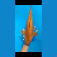 cagoi tembaga 36 cm