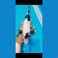 Shiro Male 36 cm