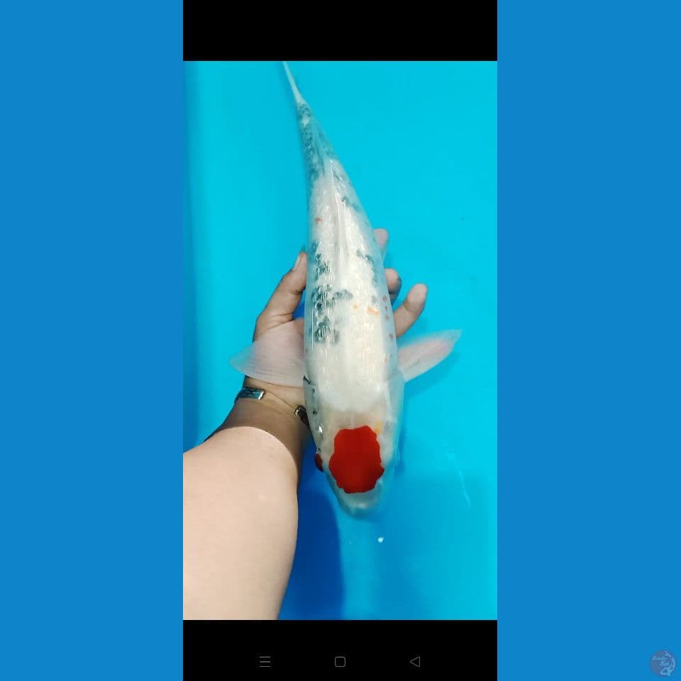 tancho Showa 43 cm