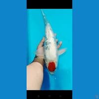 tancho Showa 43 cm