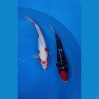 2 ekor 32cm