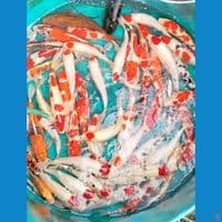 superan 50ek 30_40cm rame 35cm