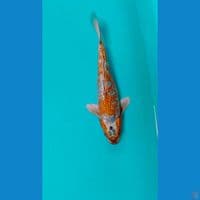 antik male 26cm
