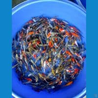 700 ekor mix