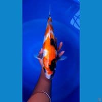 showa 42 cm