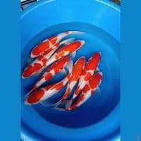 kohaku 8 ek 38-40cm