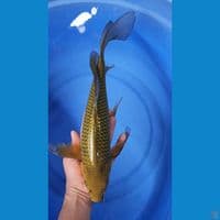 chagoi kumpay 39cm