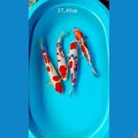 all male 37_40cm
