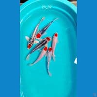 ori tc 25_32cm all jantan