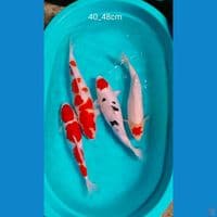 40_45cm 