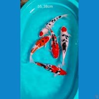 sb 35_38cm 