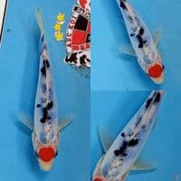 Tancho Showa Doitsu 18 cm