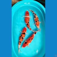 calon induk 40_45cm BL akf
