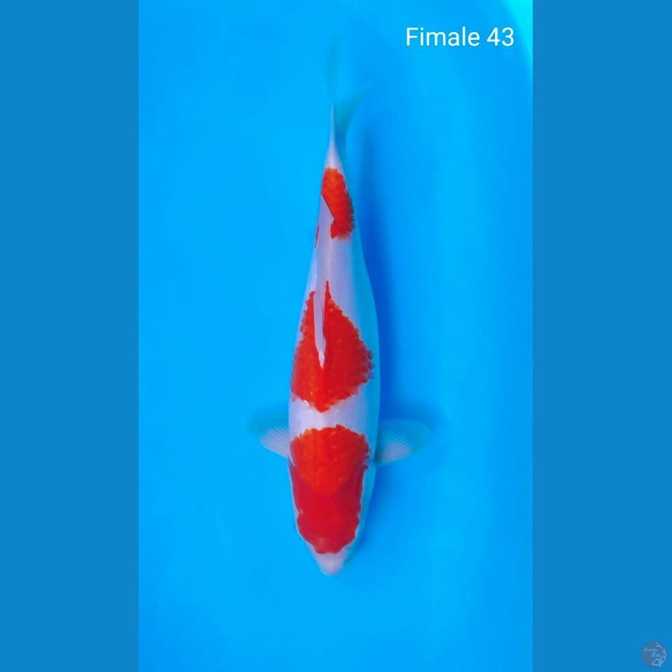 Fimale 43cm