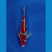 GOSIKI GINDRIN 36 CM STEP 3 ORI