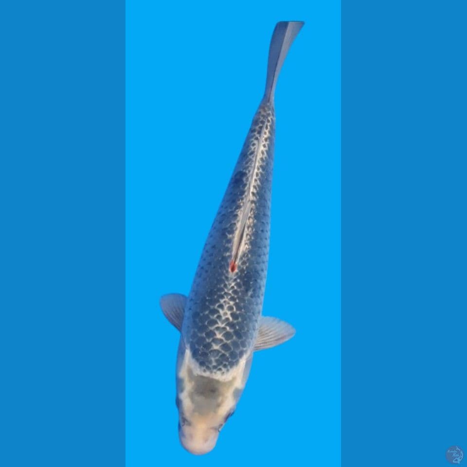polosan asagi 40cm