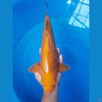 KARAMEL 43CM