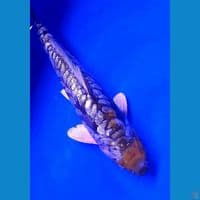 31cm tanco ginrin aragoke