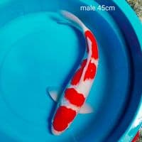 sq male 45cm