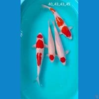 mik cakep 40_45cm