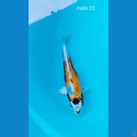 male 22cm