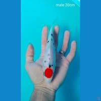 ori male 20cm