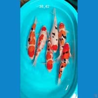ciamik 38_42cm