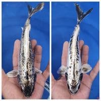 Banana Putih 23-24cm