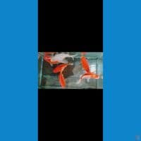 Jumbo  12 15 cm 6 ekor