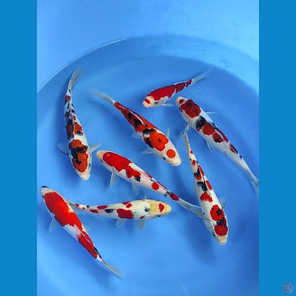 mix 23-27cm