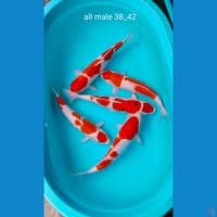 all jantan 38_42cm ori