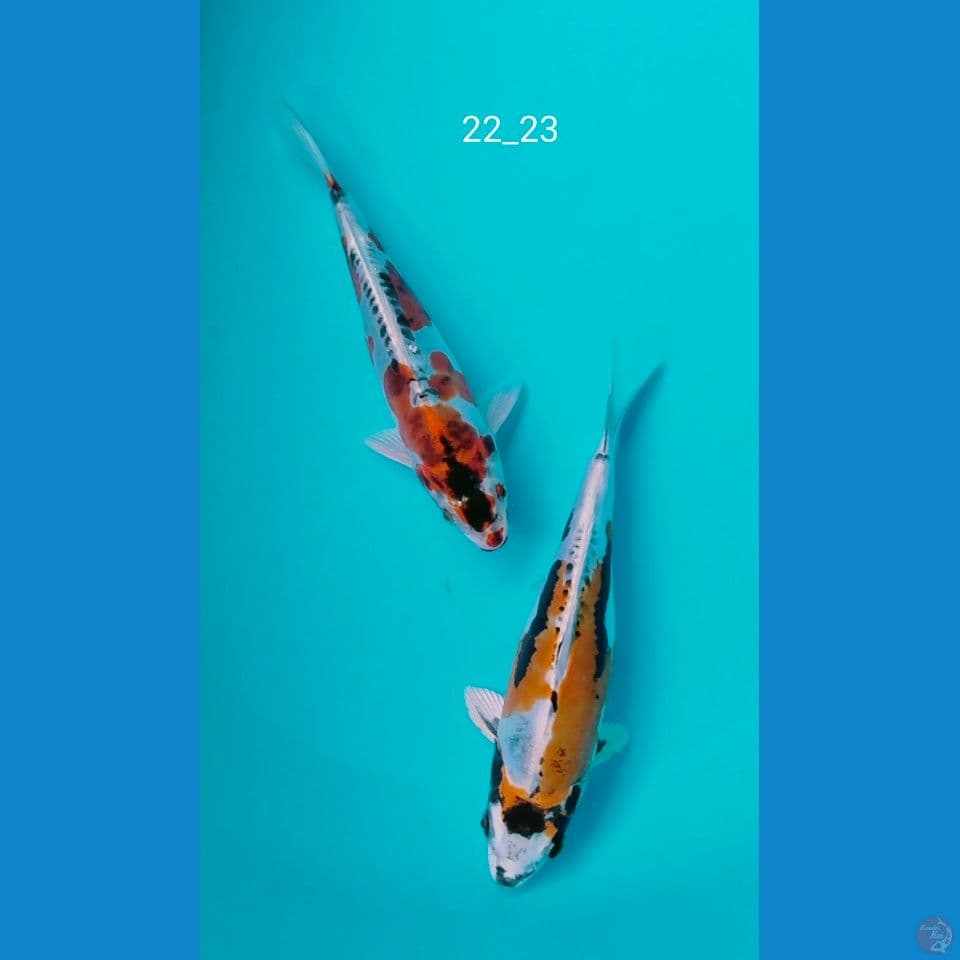 redy show 22_23cm