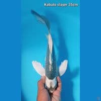 kabuto slayer 35cm Male