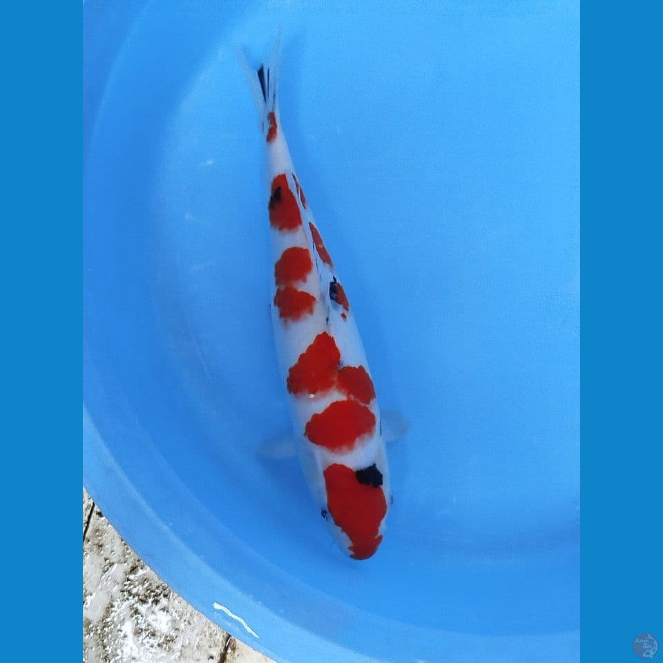 sanke 41cm
