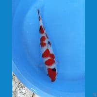 sanke 41cm 