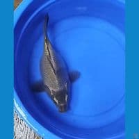 Short Body 31cm