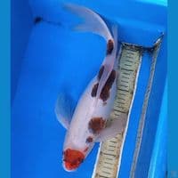 KUMPAY MARUTEN GOROMO 42CM