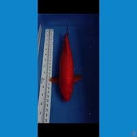 benigoi jumbo 59cm male 