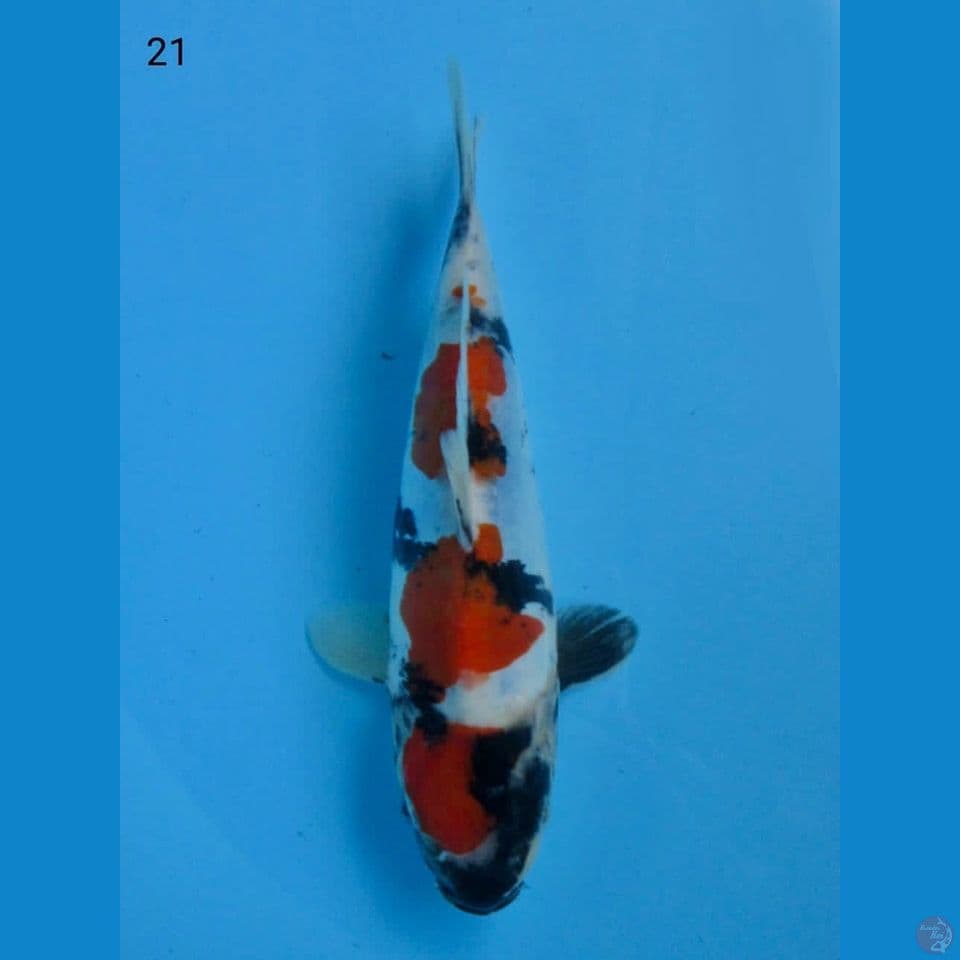 21cm male - Ori Showa Doitsu HQ