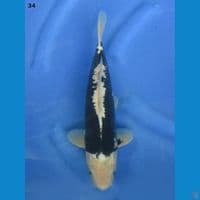 34cm male - Kumonryu 